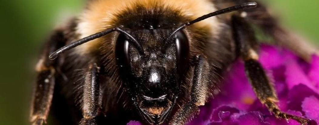 «Шмель» скорее жив чем мертв?